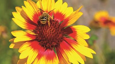 Image of bee and sunflower